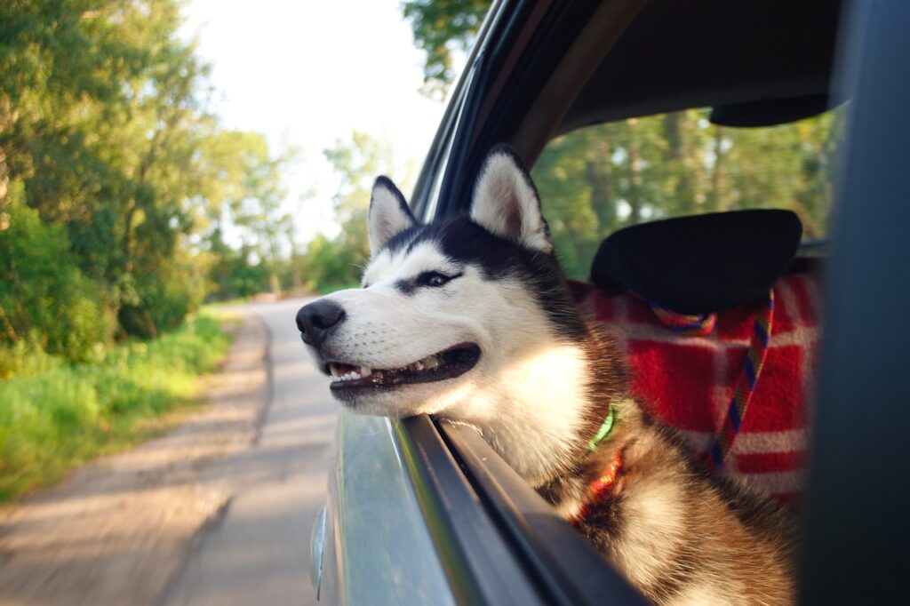 voyager avec son chien