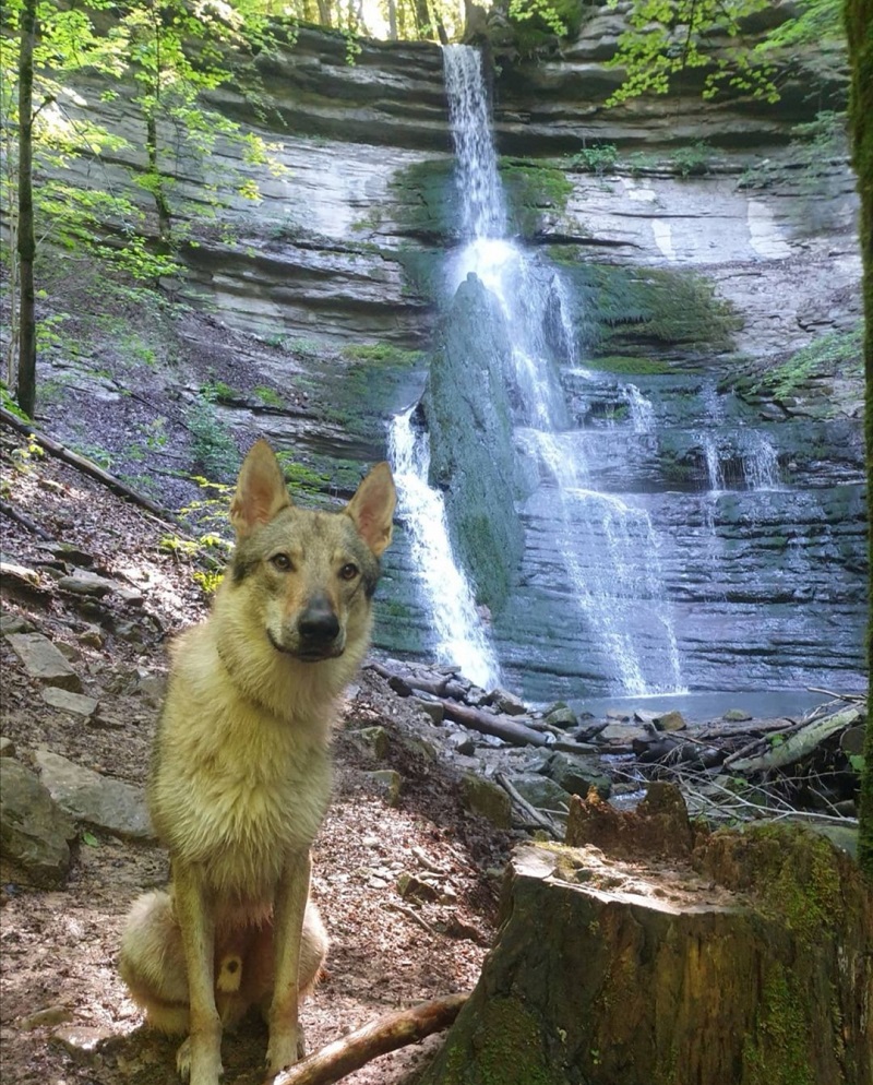 randonnée cascade avec chien dans le grésivaudan