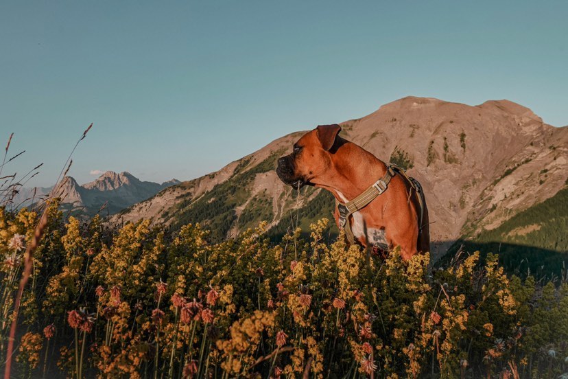 Découvrir le Val d’Allos avec un chien