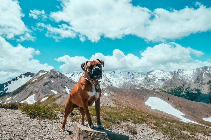 randonner avec un chien val d'allos