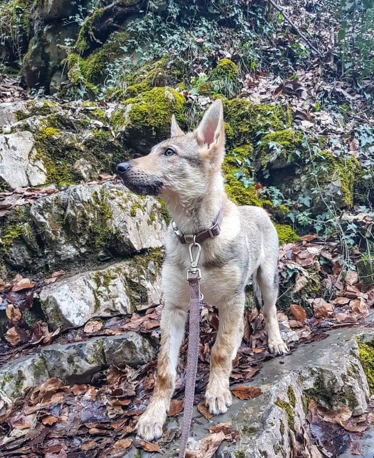 tourisme avec mon chien grésivaudan cascade alloix