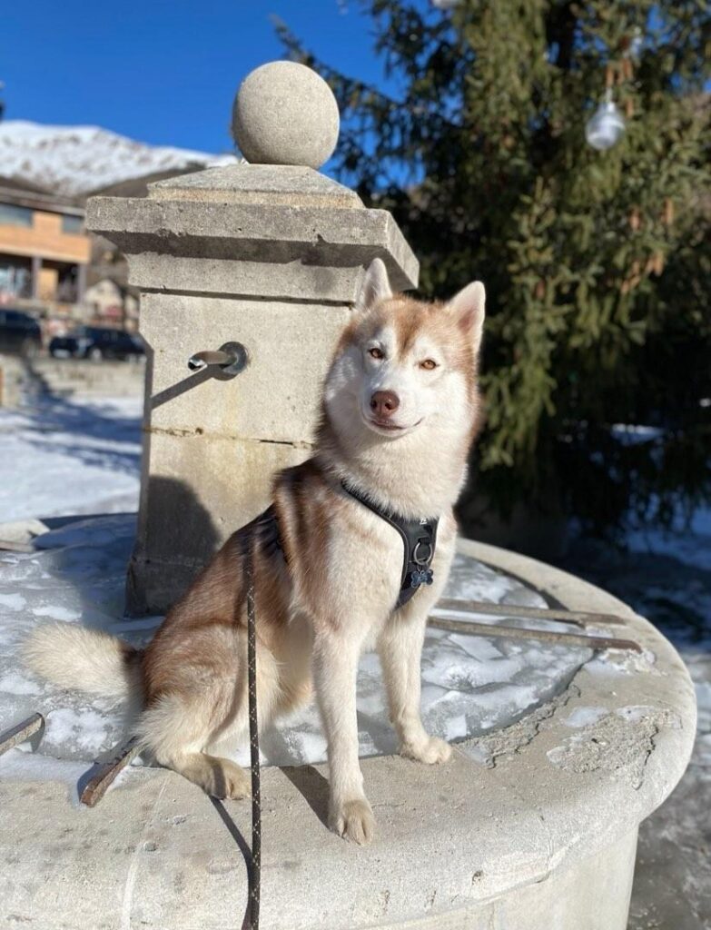 vacance au val d'allos avec un chien