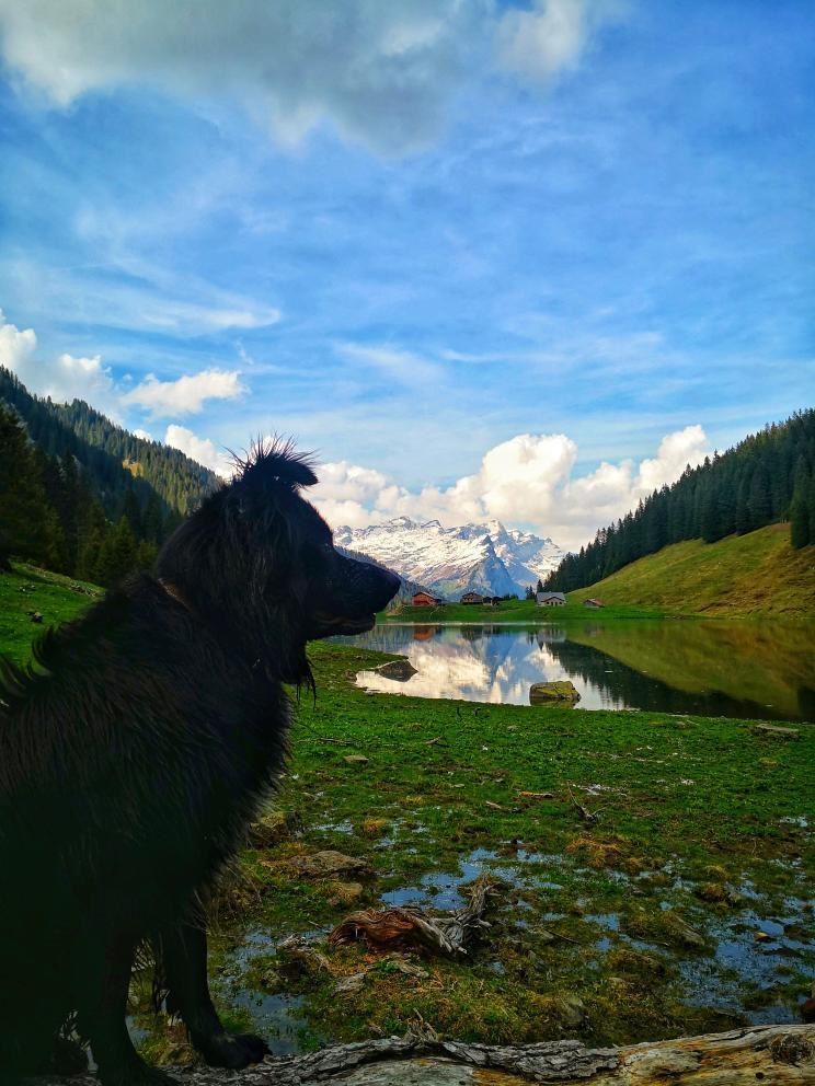 vacances à chamonix avec un chien activité