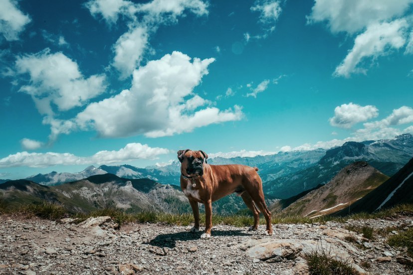 vacances val d'allos avec chien randonnées