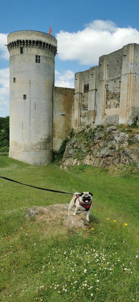 visite avec chien calvados normandie château de falaise