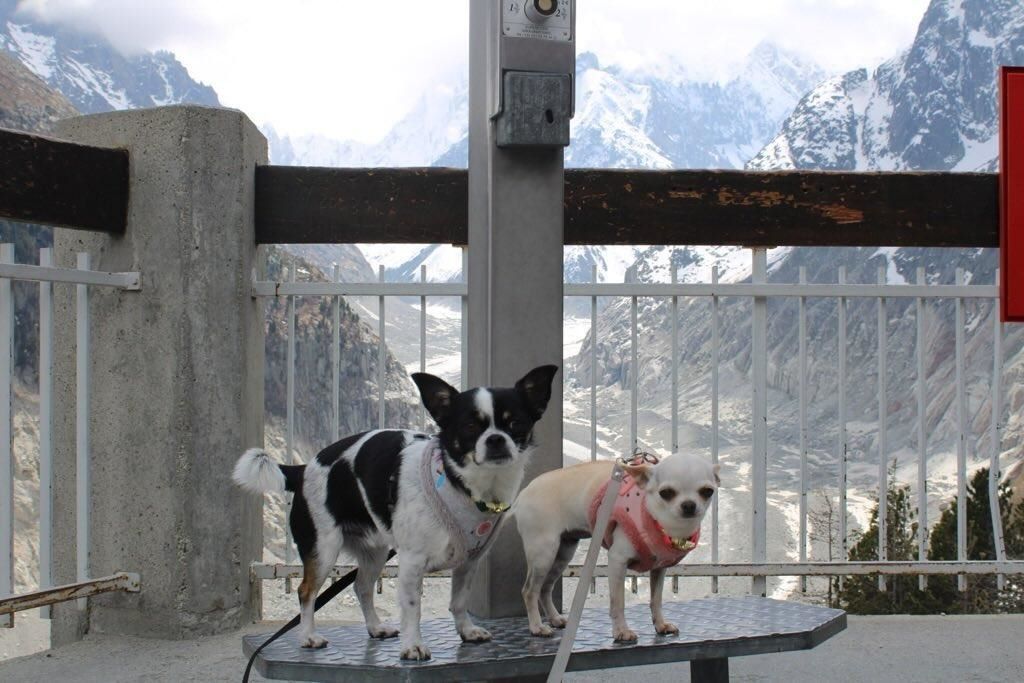 visite avec chien train du montenvers et mer de glace séjour à chamonix avec chien