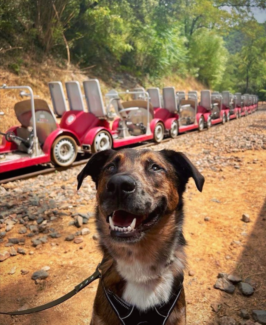 Vélorail des Gorges du Doux chien accepté activité ardèche