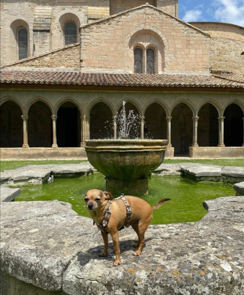 abbaye de saint-hilaire chien accepté