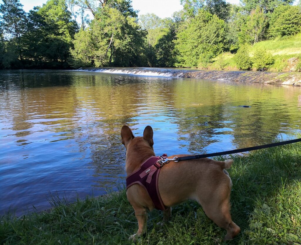 camping accepte chien en dordogne