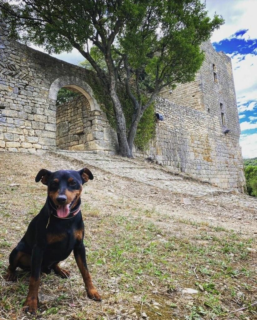 château de gicon chien admis