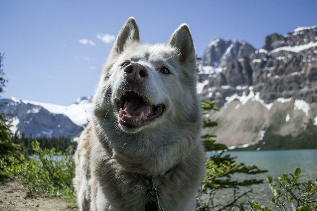 villages vacances chiens admis