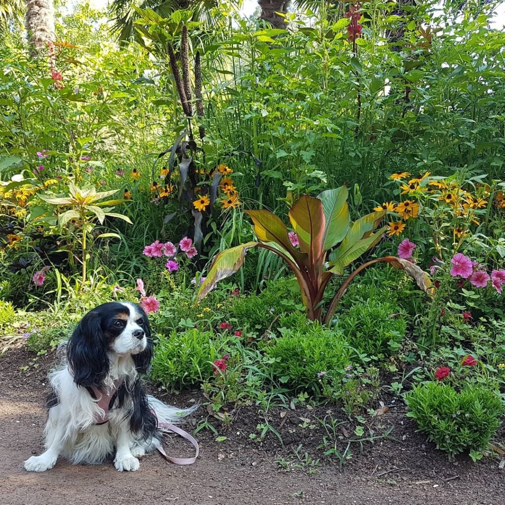 jardin parc floral de la court d'aron chien autorisé