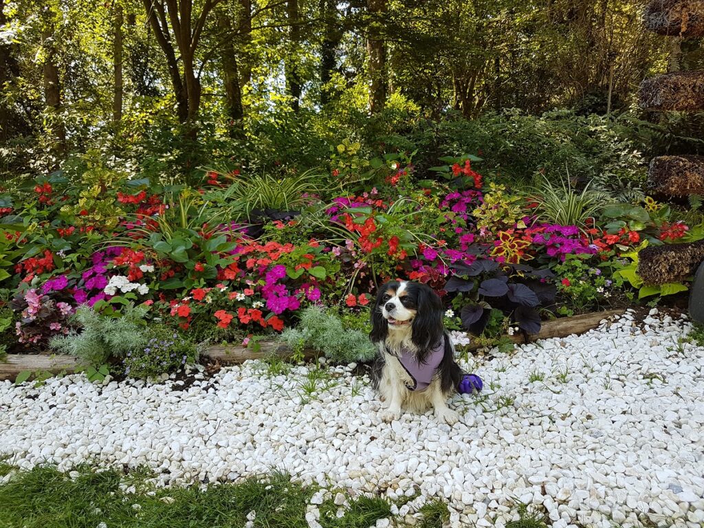 parc floral de la court d'aron accepte chien
