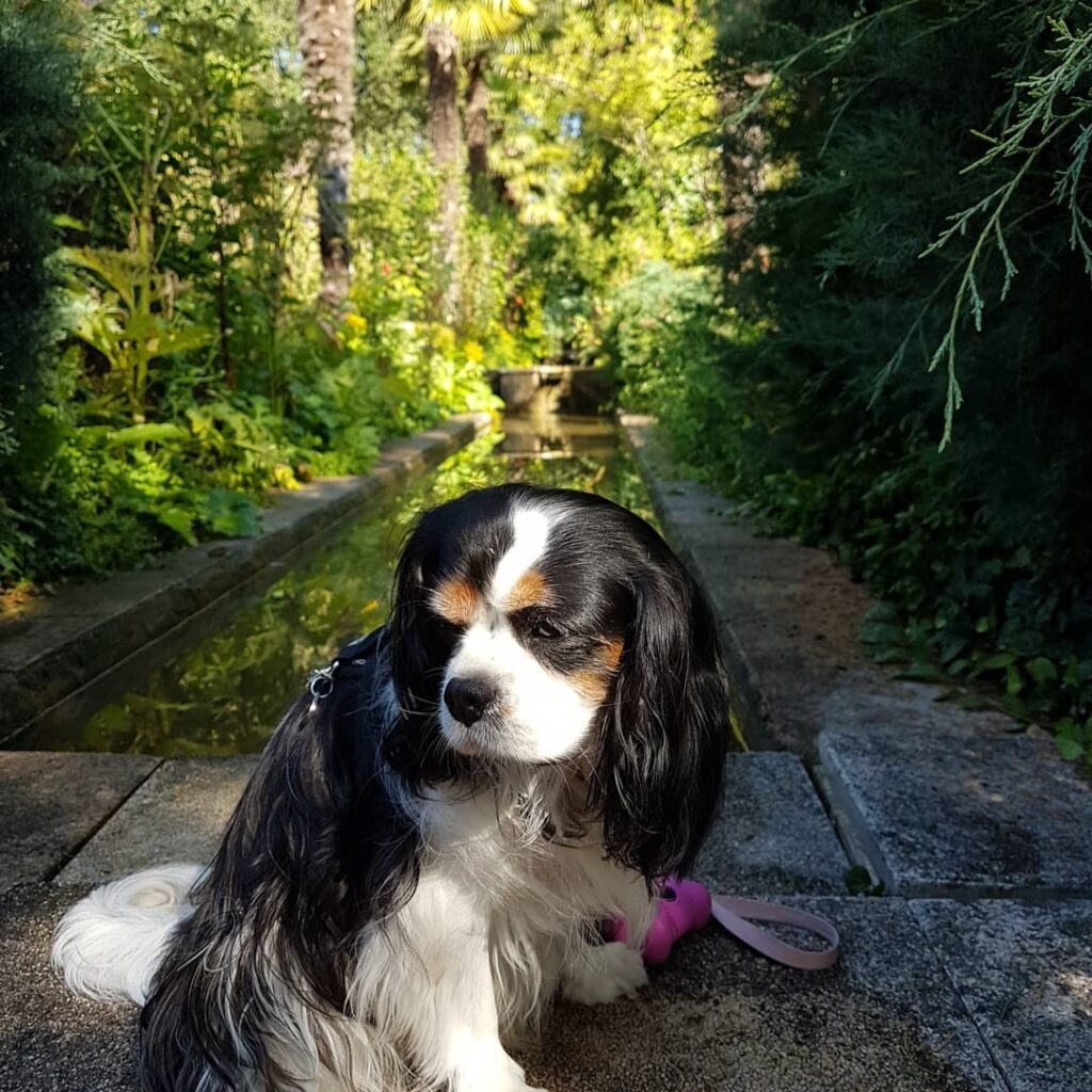 parc floral de la court d'aron chien admis