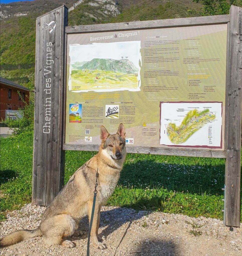 randonnée à faire avec chien savoie chemin des vignes