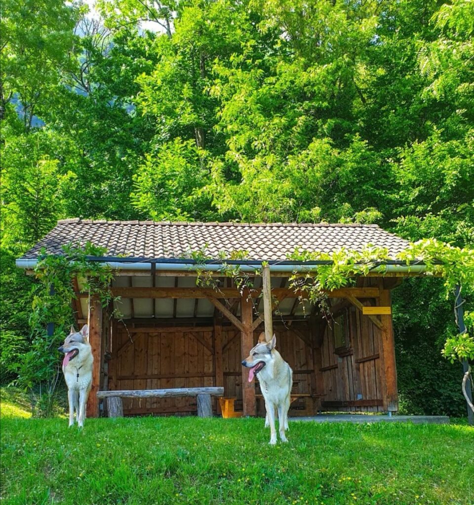 vacances en savoie avec chien randonnée chemin des vignes sous les cascades