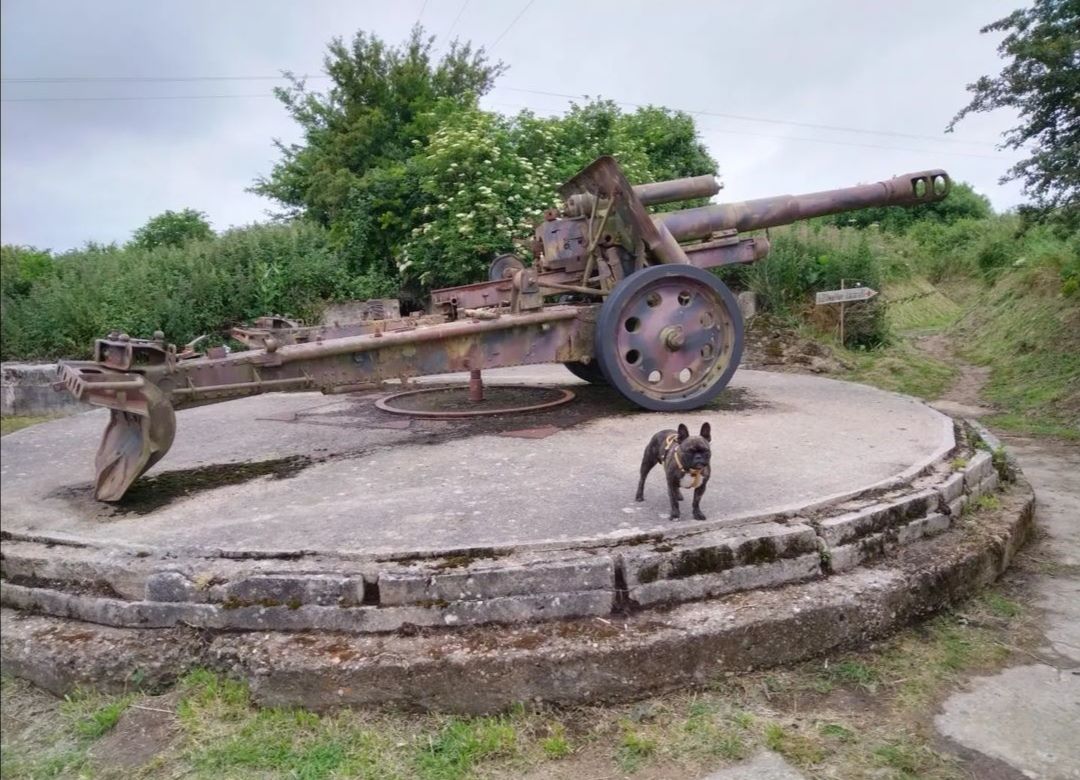 visite de la batterie de Maisy avec chien en normandie omaha beach avec votre chien