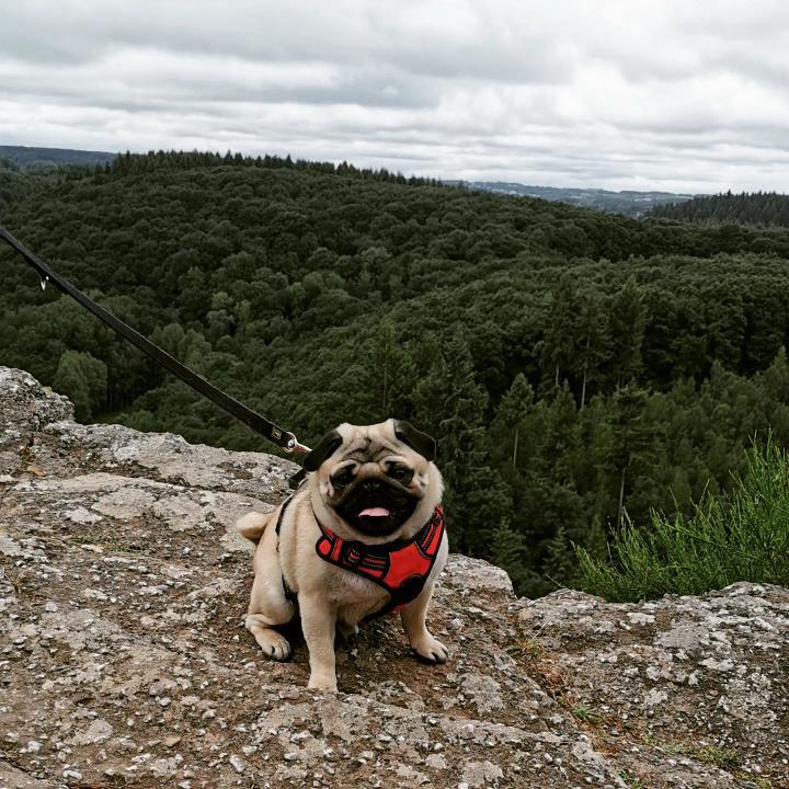 visiter la suisse normande avec un chien