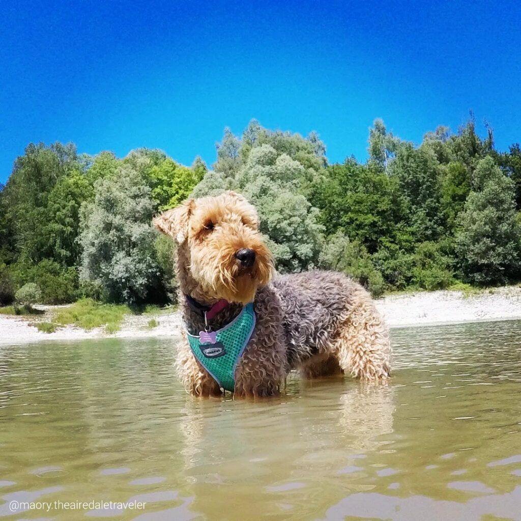 Les plus beaux lacs du  Haut Jura avec son chien