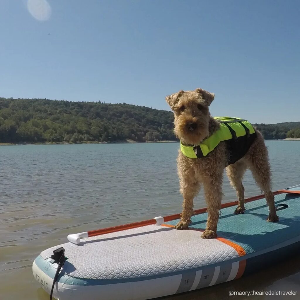 Lac du coiselet paddle avec chien jura