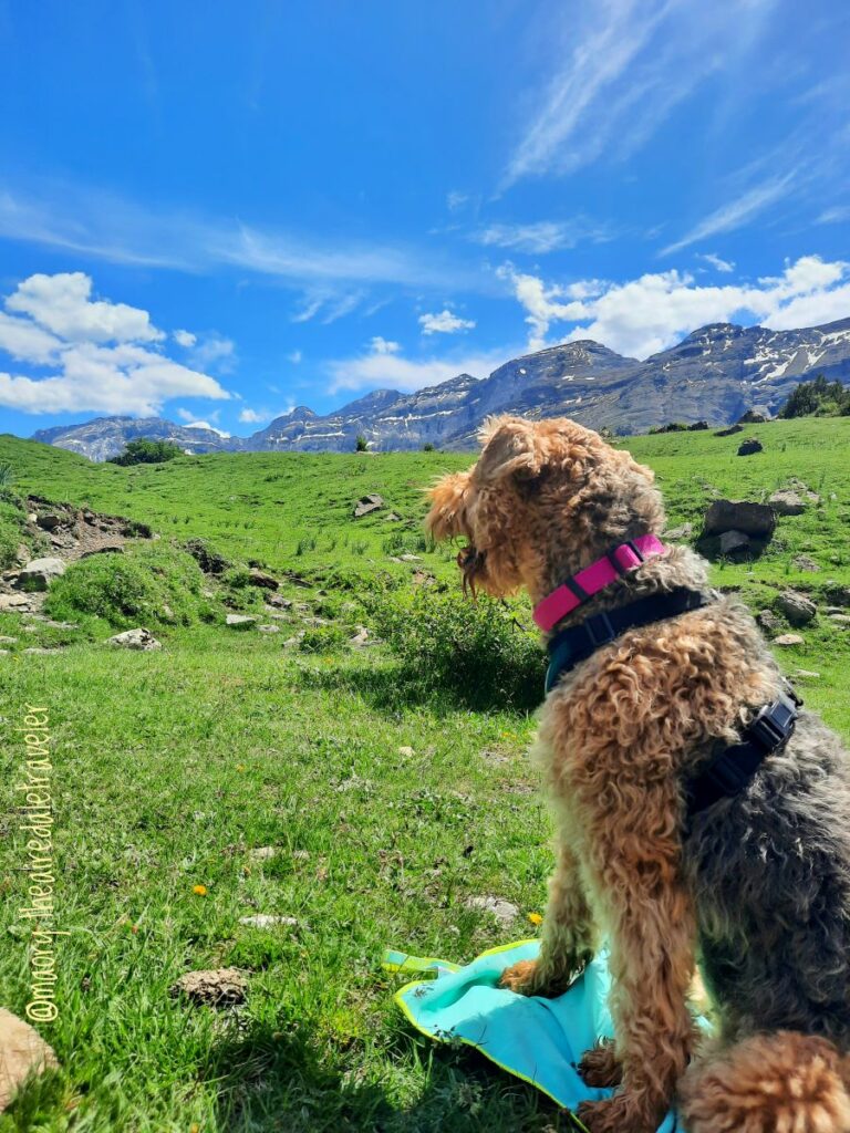 Road trip avec un chien en espagne vacance