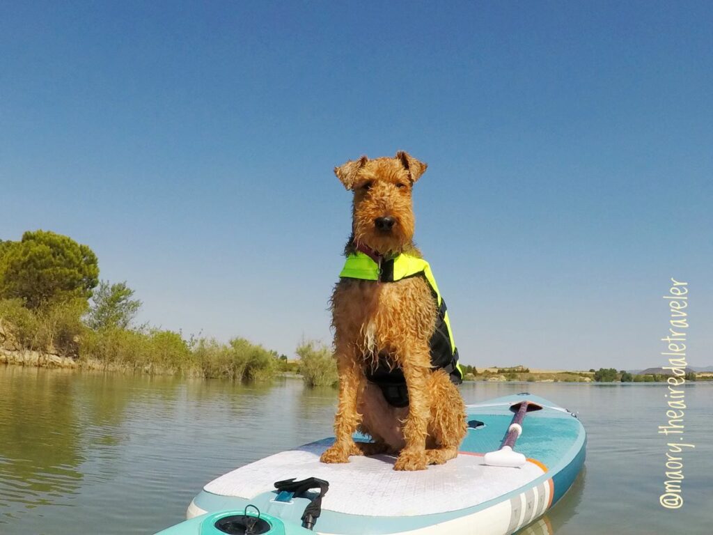 activité à faire avec un chien en espagne road trip