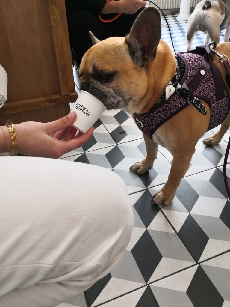 boutique pour chien à montmartre barkers and brothers