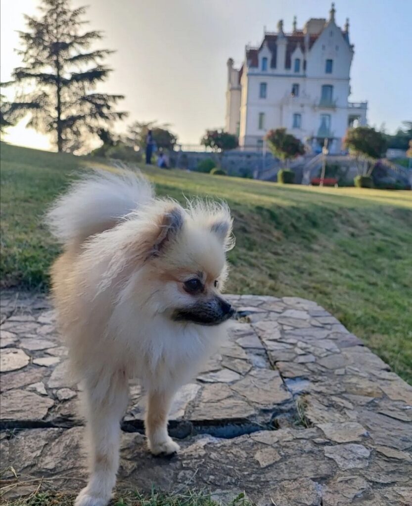 chien autorisé dans le parc de valmy pyrénées orientales