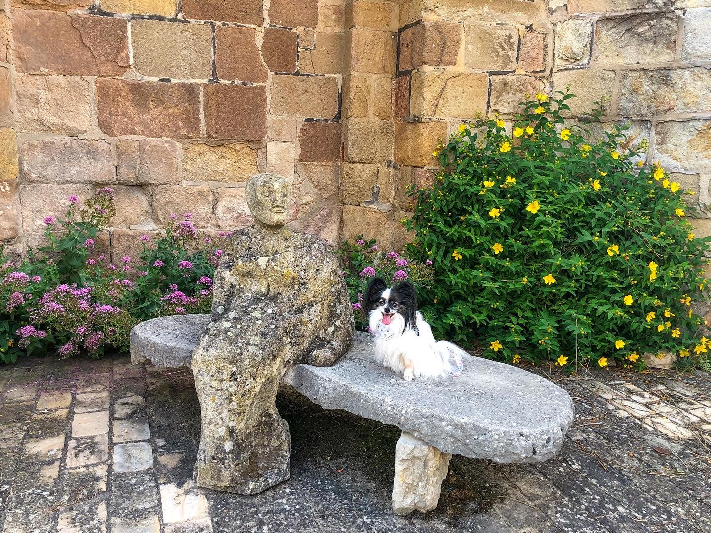 chien en vacance en auvergne allier souvigny