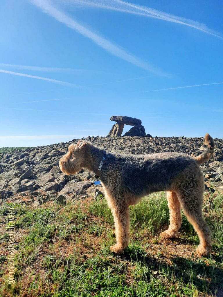 chien en vacance en espagne road trip