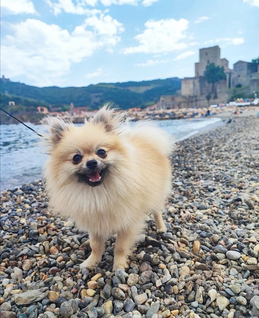 Collioure