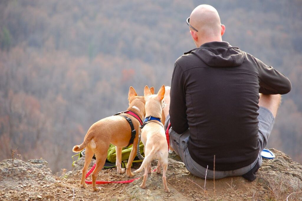 homme petits chiens randonnée montagne randonner avec son chien
