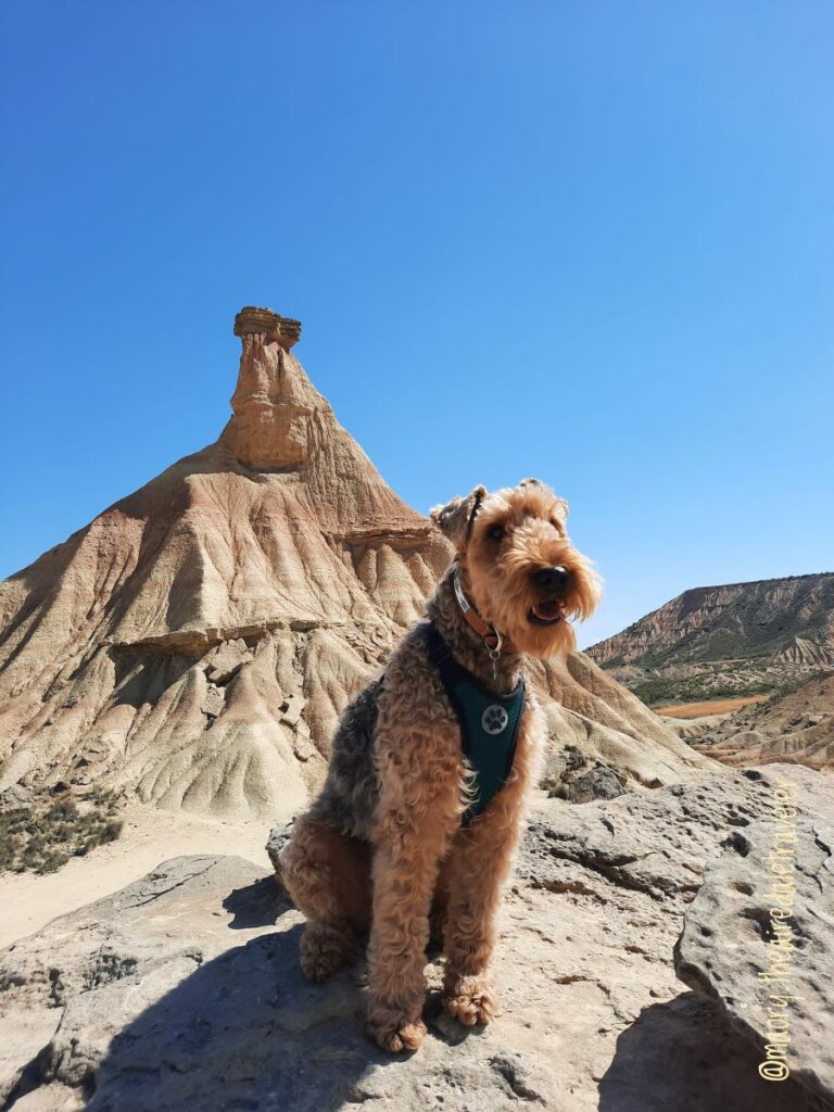 Road trip avec un chien : en route pour l’Espagne