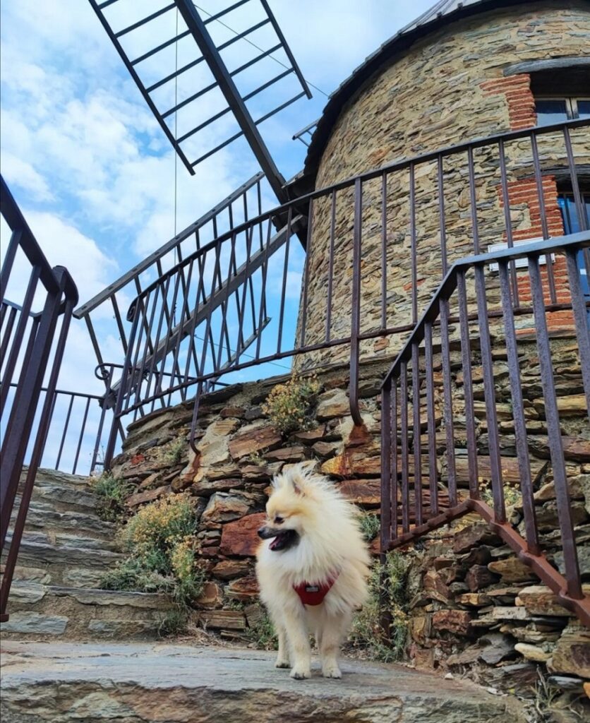 vacances à collioure avec un chien