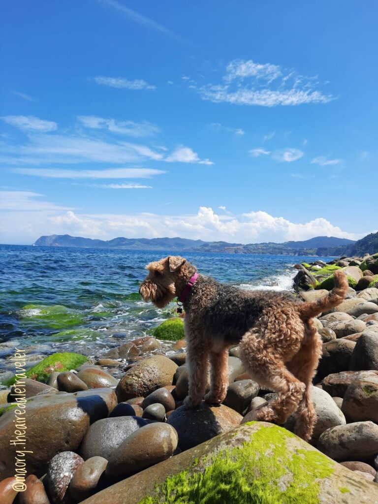 vacances en espagne avec chien road trip