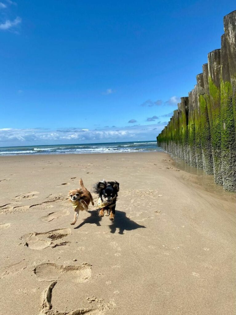 plage de sangatte chien autorisé pas-de-calais