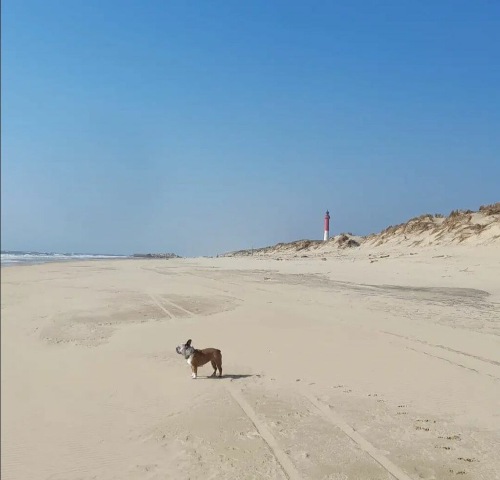 plage du phare de la coubre chien autorisé charente maritime