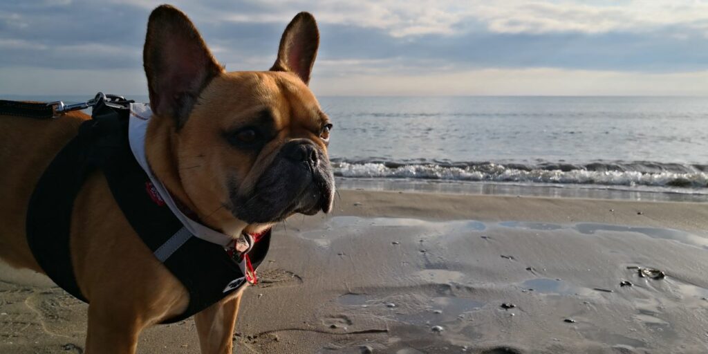 top 10 des plages qui acceptent les chiens plage de la grande motte