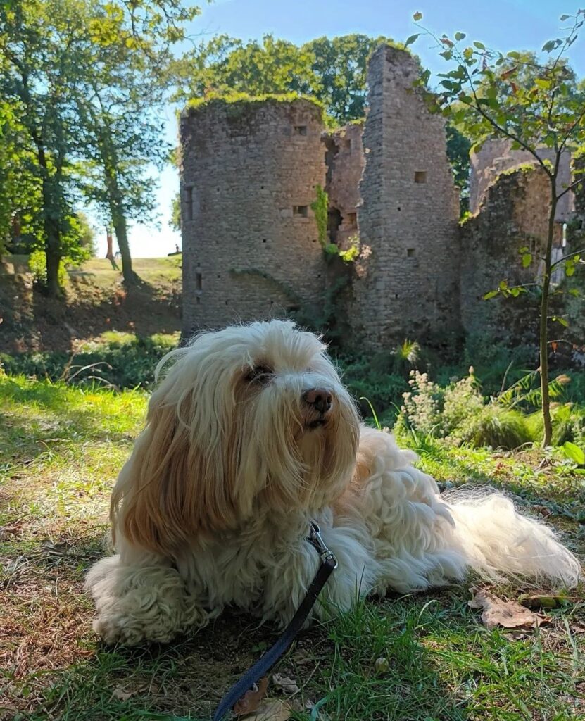 château de ranrouët chien accepté