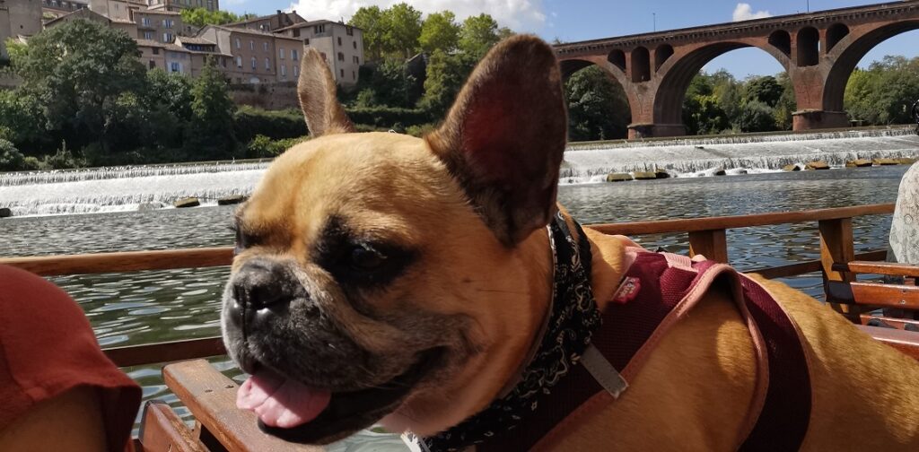 Le top des activités à faire avec un chien à Albi