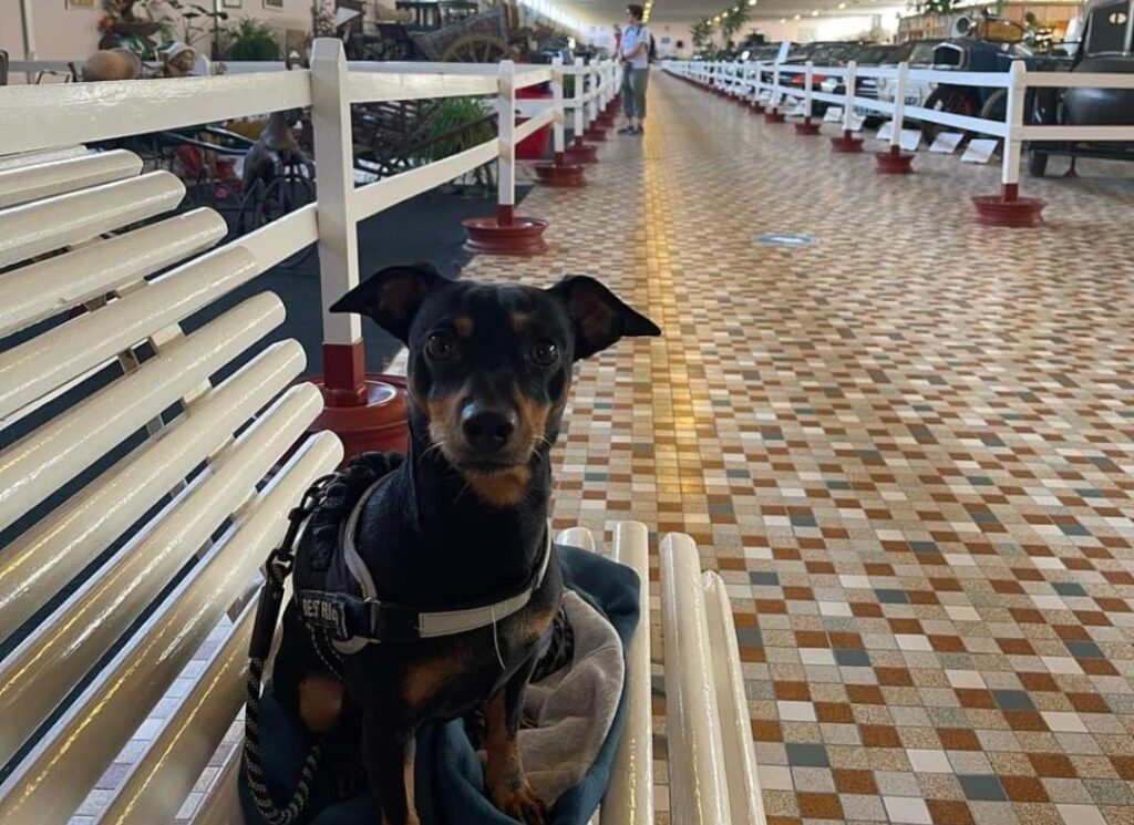 musée automobile de Vendée accepte petit chien