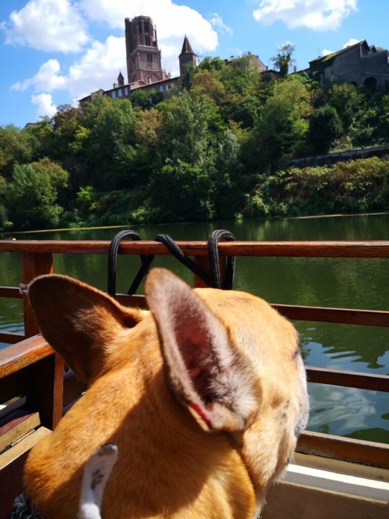 visiter albi avec un chien