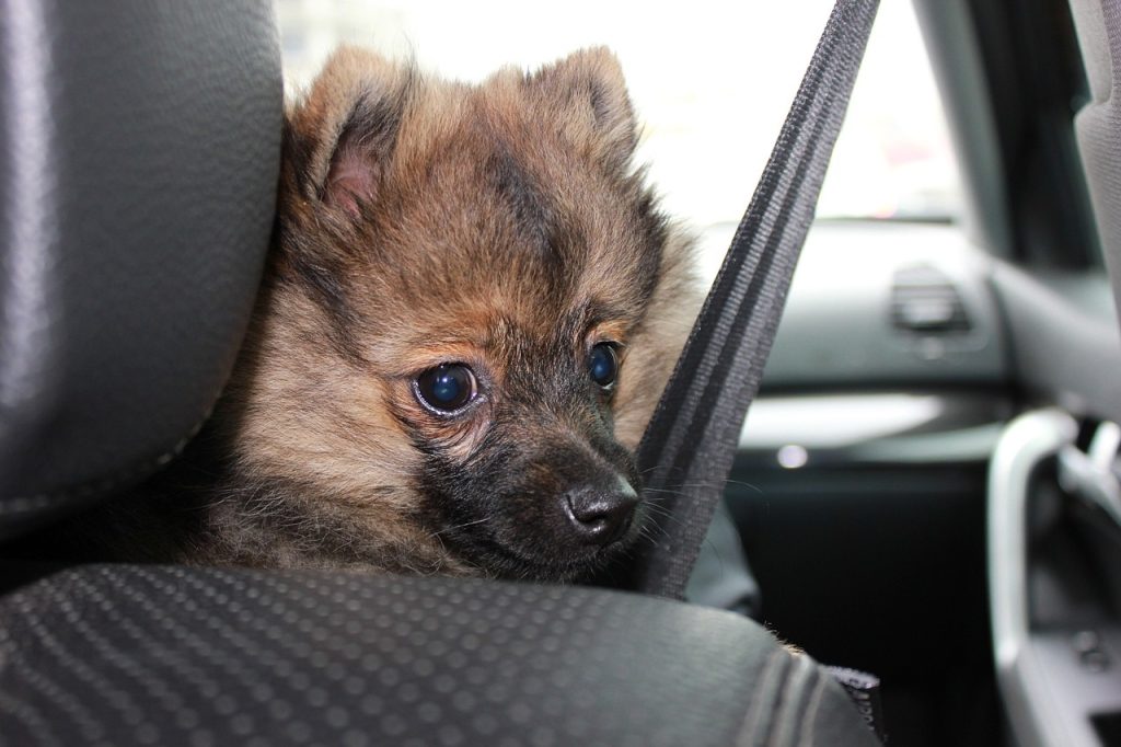 La protection de voiture quand on voyage avec son chien