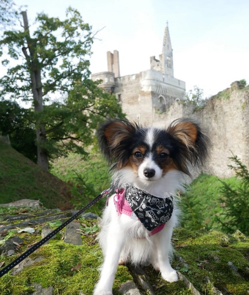 Château du Plessis-Macé visite avec chien anjou