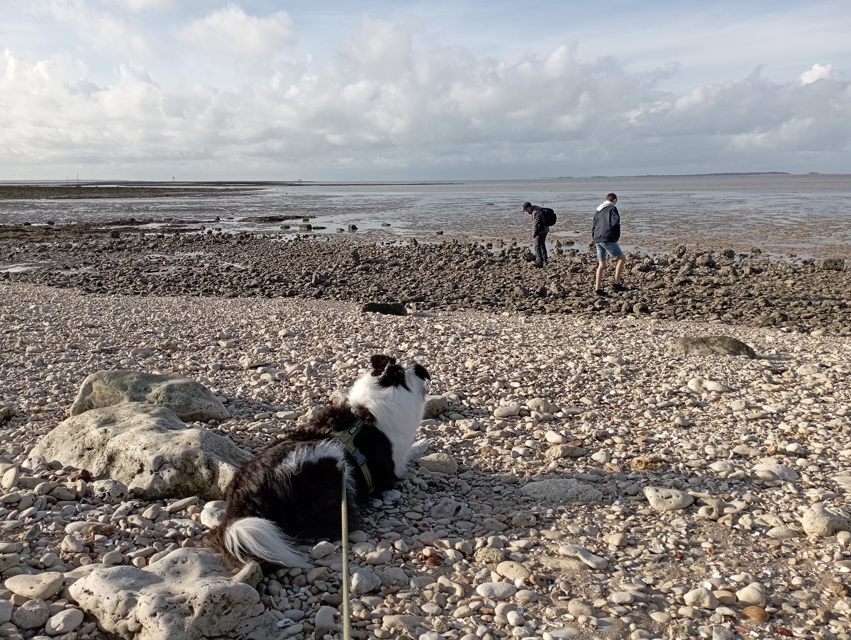 balade avec chien île oléron