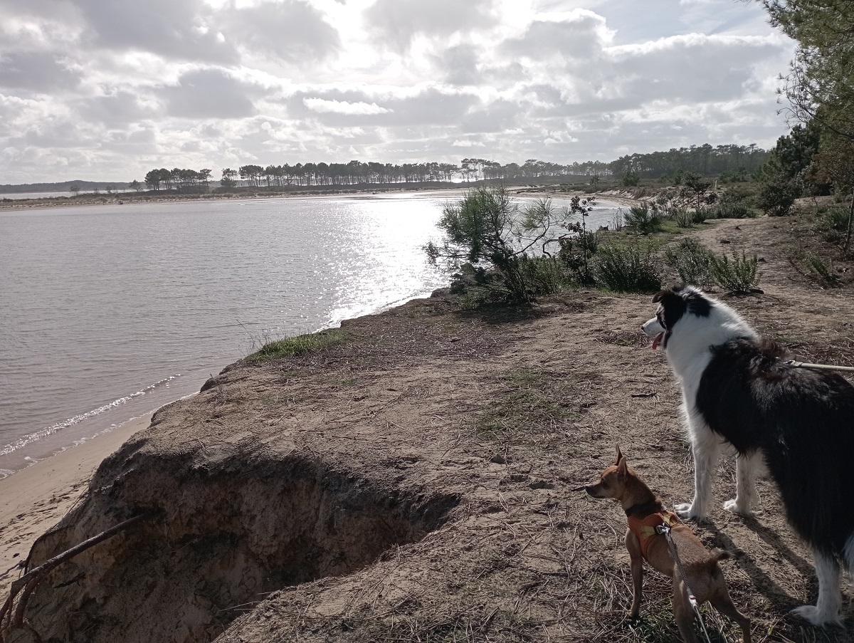 balade plage de gatseau avec chien