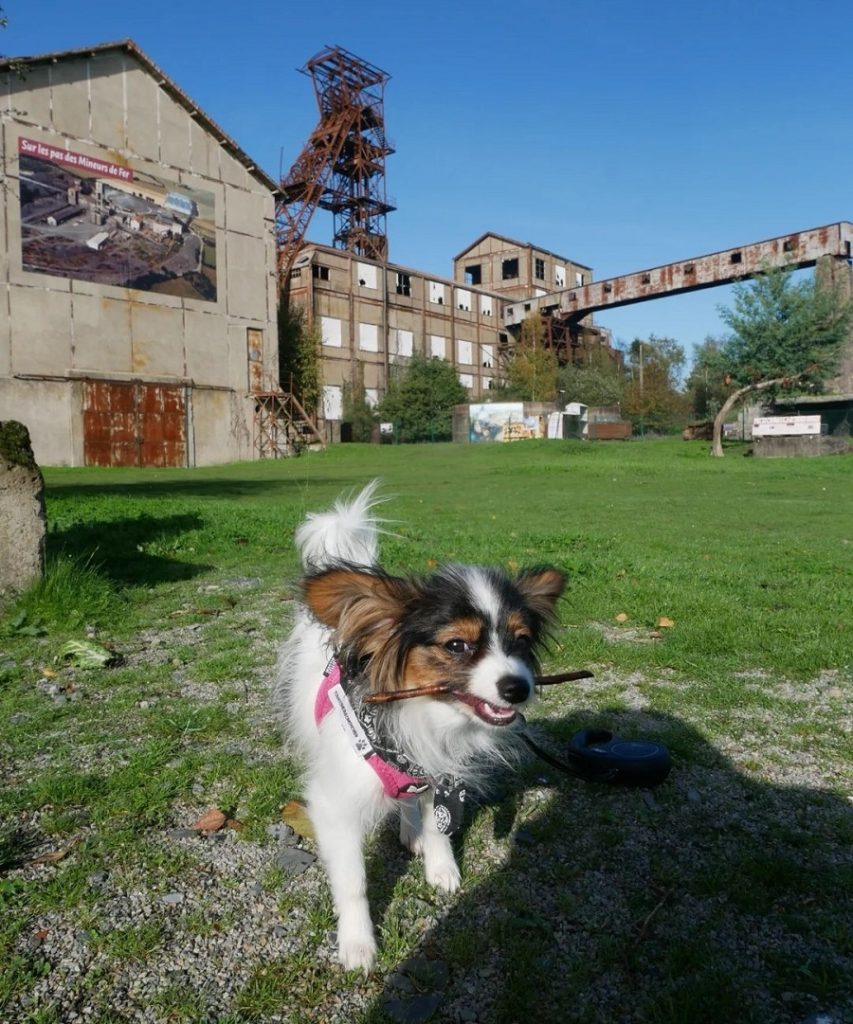 carreau de Bois II visite avec chien angers