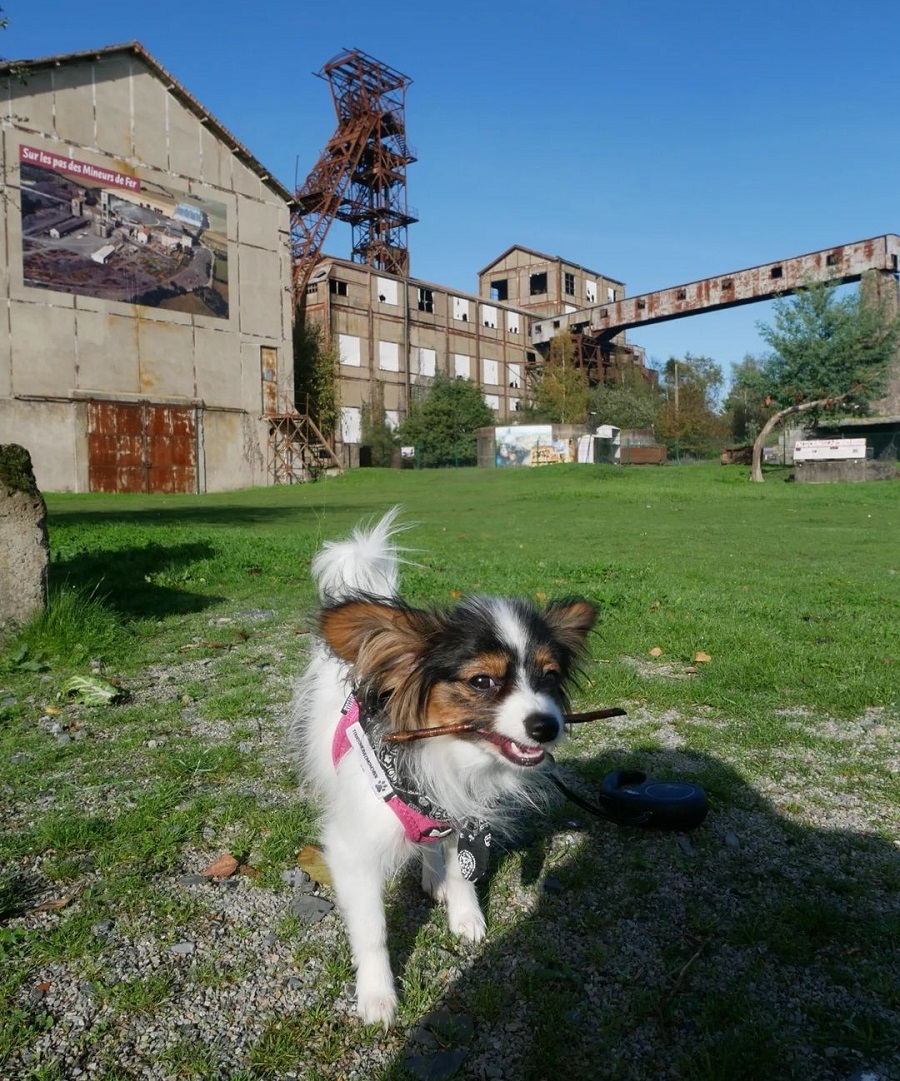 carreau de Bois II visite avec chien angers