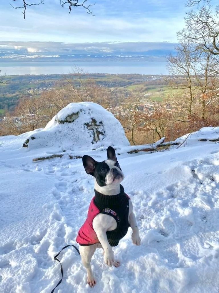 chien en vacance à la neige