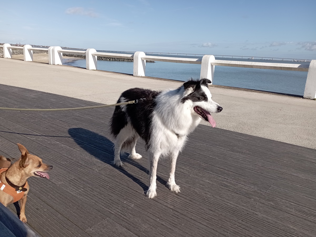 chien en vacances à oléron